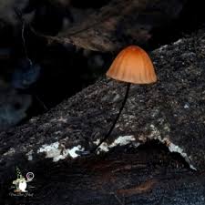 Attēlu rezultāti vaicājumam “Marasmius sp.”