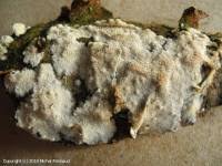 Attēlu rezultāti vaicājumam “Trechispora mollusca”