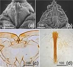 Attēlu rezultāti vaicājumam “Lasioptera rubi larva”