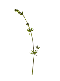 Attēlu rezultāti vaicājumam “Galium uliginosum”