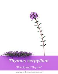 Attēlu rezultāti vaicājumam “Thymus serpyllum flower”