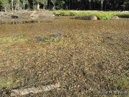 Attēlu rezultāti vaicājumam “Stuckenia pectinata leaf”