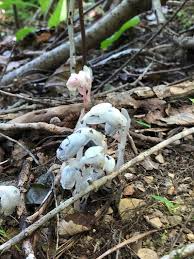 Attēlu rezultāti vaicājumam “Monotropa hypopitys flower”