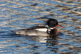 Attēlu rezultāti vaicājumam “Mergus serrator”