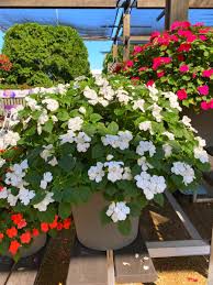 Image result for Impatiens walleriana