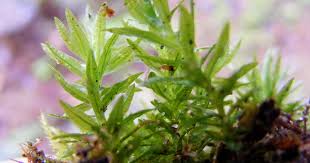 Attēlu rezultāti vaicājumam “Atrichum undulatum”