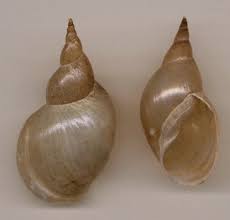 Attēlu rezultāti vaicājumam “Lymnaeidae”