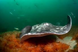 Image result for Bathytoshia brevicaudata