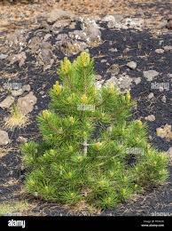 Attēlu rezultāti vaicājumam “Pinus nigra fruit”