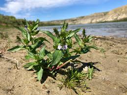 Attēlu rezultāti vaicājumam “Veronica anagallis-aquatica fruit”