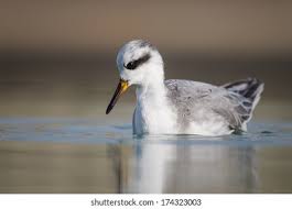 Attēlu rezultāti vaicājumam “Phalaropus fulicarius adult”