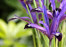 Attēlu rezultāti vaicājumam “Iris reticulata”