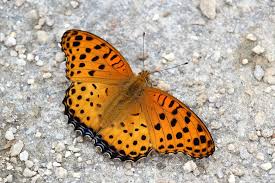 Attēlu rezultāti vaicājumam “Argynnis laodice male”