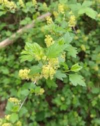 Attēlu rezultāti vaicājumam “Ribes alpinum leaf”