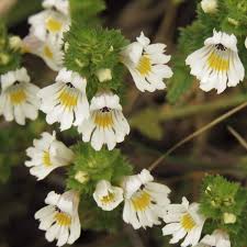 Attēlu rezultāti vaicājumam “Euphrasia”