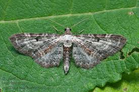 Attēlu rezultāti vaicājumam “Eupithecia succenturiata”