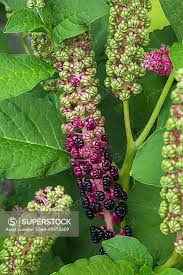 Attēlu rezultāti vaicājumam “Phytolaccaceae”