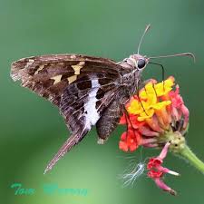 Attēlu rezultāti vaicājumam “Chionaspis salicis imago”