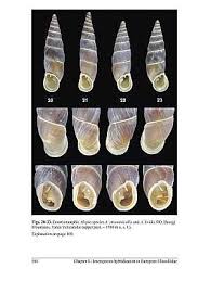 Attēlu rezultāti vaicājumam “Clausiliidae”