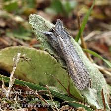 Attēlu rezultāti vaicājumam “Cucullia umbratica”