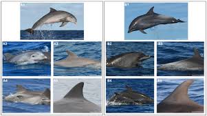 Image result for Tursiops truncatus