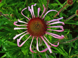 Image result for Echinacea pallida