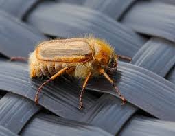 Attēlu rezultāti vaicājumam “Amphimallon solstitiale imago”