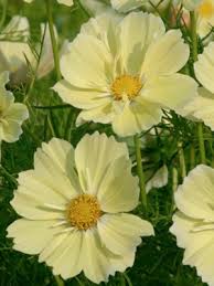 Image result for Cosmos bipinnatus