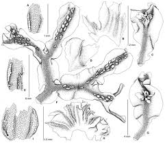 Attēlu rezultāti vaicājumam “Moerckia hibernica”
