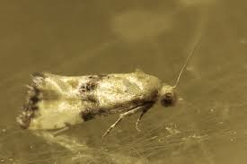 Attēlu rezultāti vaicājumam “Eupoecilia angustana”