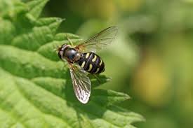 Attēlu rezultāti vaicājumam “Eupeodes nielseni”