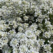 Image result for Schleifenblume