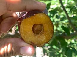 Attēlu rezultāti vaicājumam “Elymus caninus fruit”