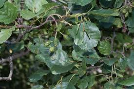 Attēlu rezultāti vaicājumam “Alnus glutinosa”