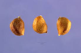 Attēlu rezultāti vaicājumam “Stuckenia pectinata”