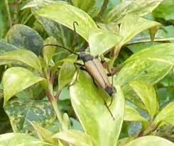 Attēlu rezultāti vaicājumam “Leptura rubra male”