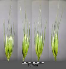 Attēlu rezultāti vaicājumam “Hordelymus europaeus”