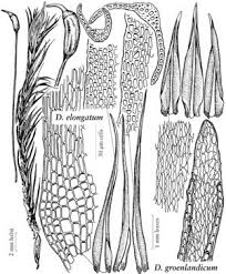 Attēlu rezultāti vaicājumam “Dicranum undulatum”
