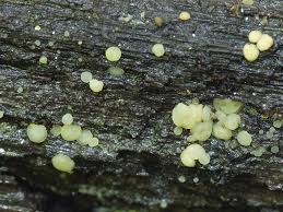 Attēlu rezultāti vaicājumam “Hymenoscyphus imberbis”