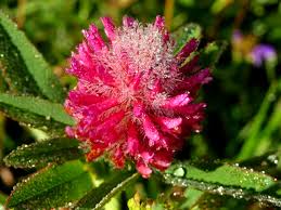 Attēlu rezultāti vaicājumam “Trifolium alpestre”