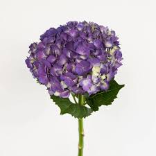 Attēlu rezultāti vaicājumam “Hydrangea”
