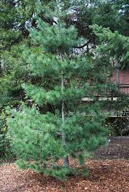 Attēlu rezultāti vaicājumam “Pinus”