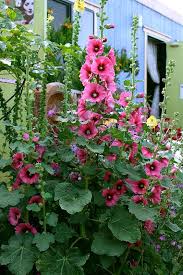 Image result for Alcea (althaea) rosea