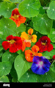 Attēlu rezultāti vaicājumam “Tropaeolum majus flower”
