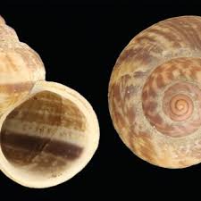 Attēlu rezultāti vaicājumam “Ena montana”