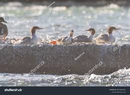 Attēlu rezultāti vaicājumam “Mergus merganser juvenile”