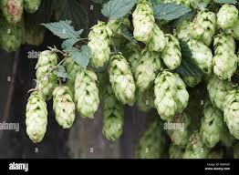 Attēlu rezultāti vaicājumam “Humulus lupulus fruit”