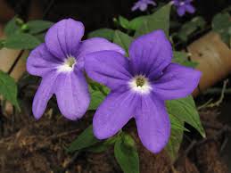 Image result for Browallia speciosa