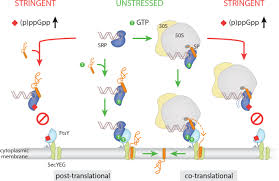 Attēlu rezultāti vaicājumam “Protapion sp.”