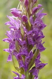 Attēlu rezultāti vaicājumam “Dactylorhiza incarnata”